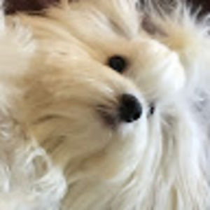 Meet your Posher, Ella